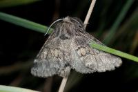 Gluphisia crenata