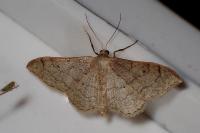 Idaea aversata