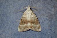 Meganola albula