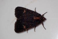 Mesapamea secalella/secalis