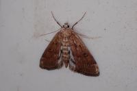 Parapoynx stratiotata