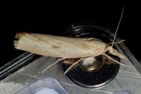 Agriphila inquinatella