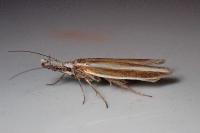 Pleurota aristella