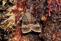 Amphipyra berbera svenssoni