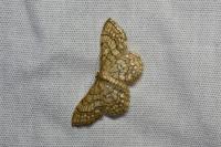 Idaea moniliata