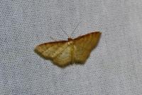 Idaea humiliata