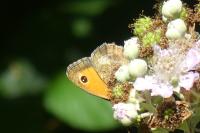 Pyronia tithonus