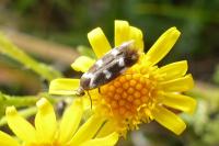 Scythris scopolella