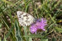 Melanargia galathea