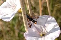 Pyropteron chrysidiforme