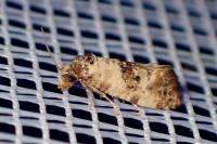 Cochylis molliculana
