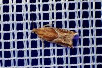 Ancylis comptana