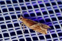 Ancylis comptana