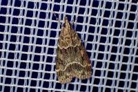 Eudonia mercurella
