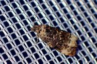 Endothenia