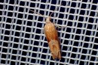 Eucosma conterminana