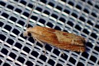Eucosma conterminana