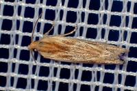 Eucosma