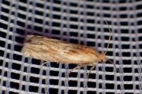 Eucosma