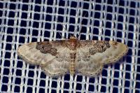Idaea rusticata