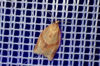 Clepsis consimilana