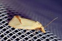 Agapeta hamana