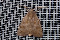Ipimorpha subtusa