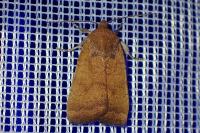 Noctua interjecta