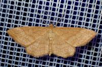 Idaea ochrata