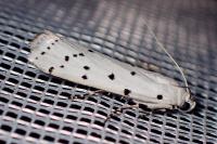 Myelois circumvoluta