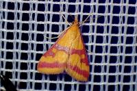 Pyrausta sanguinalis