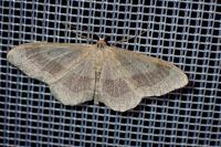 Idaea aversata