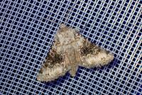 Hecatera bicolorata