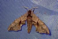 Smerinthus ocellatus