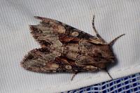 Lacanobia w-latinum