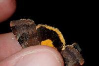 Noctua janthina