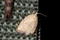 Acleris forsskaleana
