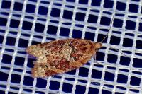 Argyrotaenia ljungiana