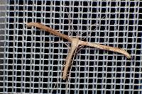 Emmelina argoteles/monodactyla