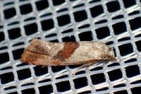Falseuncaria ruficiliana