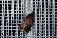 Homaloxestis briantiella