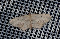 Idaea dimidiata