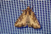 Mesapamea secalella/secalis