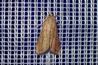 Parapoynx stratiotata