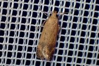 Pexicopia malvella