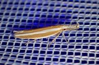Pleurota aristella