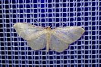 Scopula immutata
