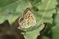 Lycaena tityrus