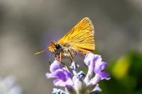 Thymelicus acteon