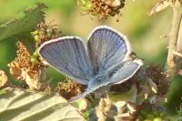Cyaniris semiargus